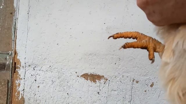 КНЕМИДОКОПТОЗ РЕЗУЛЬТАТ ЛЕЧЕНИЯ НАРОДНЫМ МЕТОДОМ ИЗВЕСТКОВАЯ ЛАПА У КУР