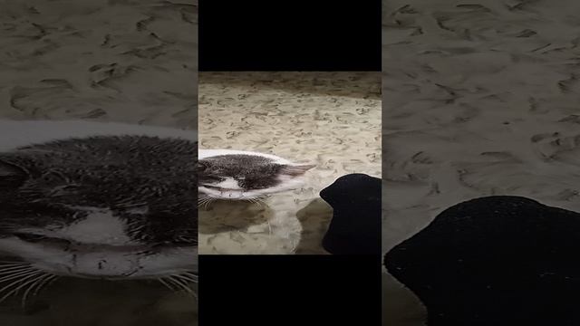Кот бодун