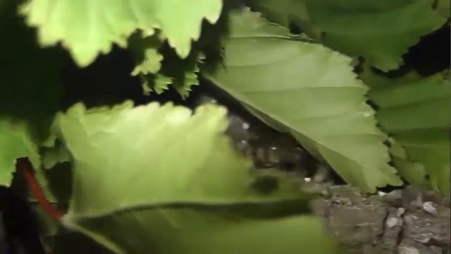 ИНСЕКТАРИЙ: 105. Шмель Изменчивый (Bombus humilis) смотреть онлайн