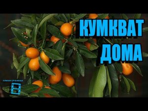 Кумкват (кинкан). #Цитрусовые