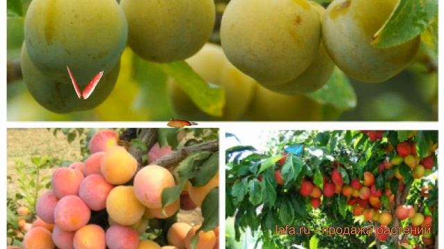 Слива обыкновенная Ренклод колхозный - Скороплодная ? обзор: как сажать, саженцы сливы