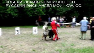 КАВКАЗСКИЕ ОВЧАРКИ МОНОПОРОДНАЯ ВЫСТАВКА КЧК. www.r-risk.ru Татьяна Ягодкина +7 926-220-5603