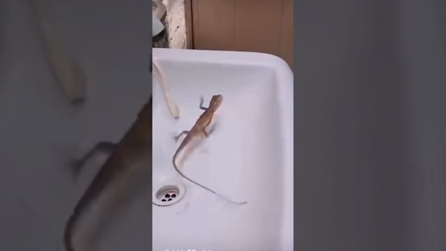 One Two Three Start Funniest Video Lizard Funny Video Lizard 1 2 3 Start