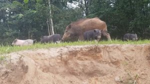 Фундамент для печки заливали до темноты . Распаковка подарка . Возле дома не только грибы, но и зме