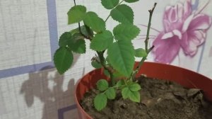 Если комнатная роза сбросила зимой листья, значит ушла в спячку.