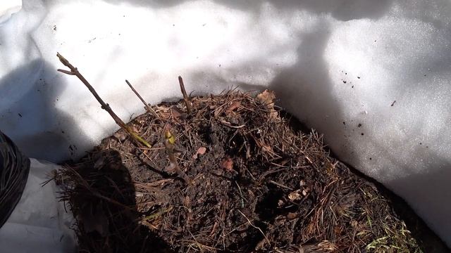 Крупнолистные гортензии после зимы ? смотреть онлайн