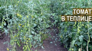 Овощеводство в КФХ Кончиц. Выращивание томатов. Конструкция теплиц.