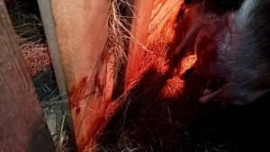 Вовремя дойки вышел послед у козы