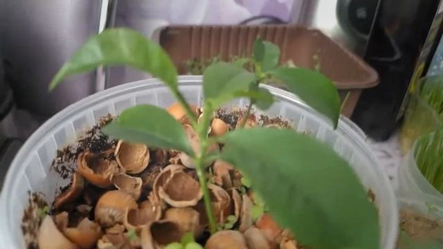 СОЧНЫЙ И УСПЕШНЫЙ ОГОРОД НА ПОДОКОННИКЕ.ОПАСНАЯ КУРАГА.МИКРОЗЕЛЕНЬ.ЛЕКАРСТВЕННАЯ КАЛЕНДУЛА смотреть онлайн