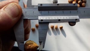 Северный фундук.Часть первая.Трапезунд и N 4219,сравнение орехов.