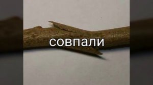 Копулировка плодовых деревьев-инструкция для новичков