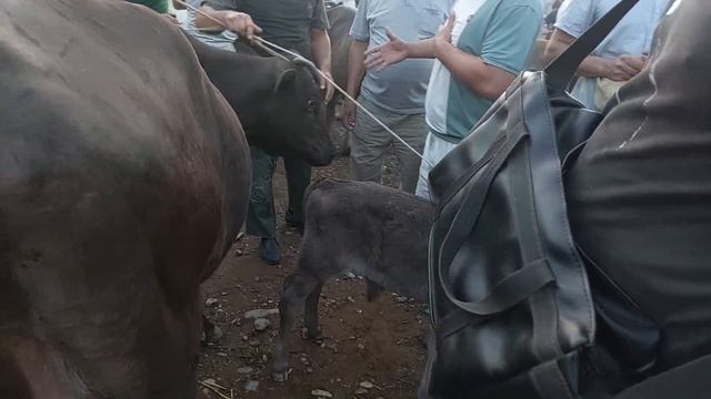 Uychi tumani Yorqõrģon mol bozori ģunajinlar VA sigirlar narhlari 14.06.2023yil+99833.781.14.04