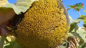 Подсолнечник "Самурай" - 30 центнеров легко