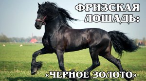 ФРИЗСКАЯ ЛОШАДЬ: Самая красивая упряжная порода лошадей | Интересные факты про лошадей и животных