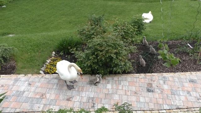 Белый лебедь привел лебедят смотреть онлайн