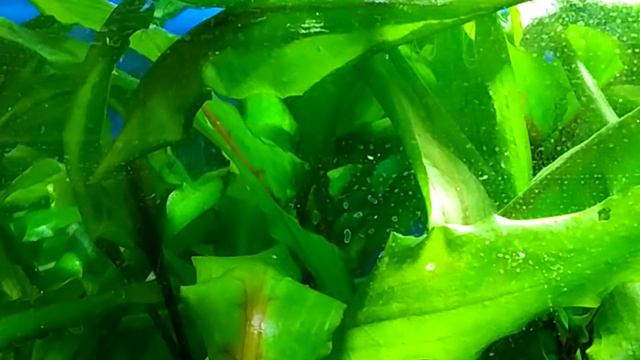 остракоды в аквариуме смотреть онлайн