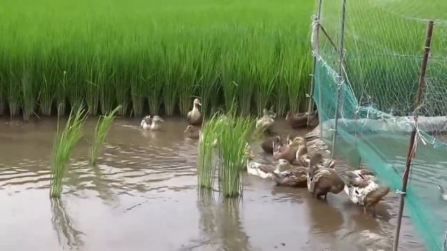 Утиное разведение на рисовом поле - выращивание органического утиного риса в Японии