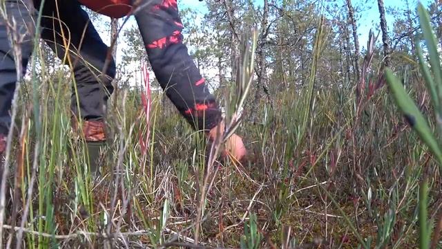 СБОР КЛЮКВЫ 2021! БОЛОТО УСЫПАНО КЛЮКВОЙ! смотреть онлайн