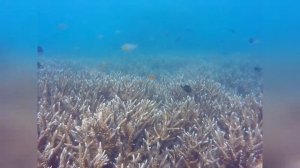 Обучение дайвингу в Таиланде, последний день курса Open Water Diver на острове Ко Тао