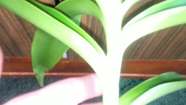 Золотой ус смотреть онлайн