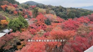 OMO3京都東寺に5泊6日 京都の紅葉を楽しむ一人旅2023