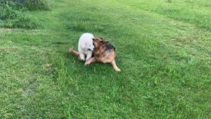 Щенок итальянской овчарки ищет дом. Маремма-абруцкая овчарка