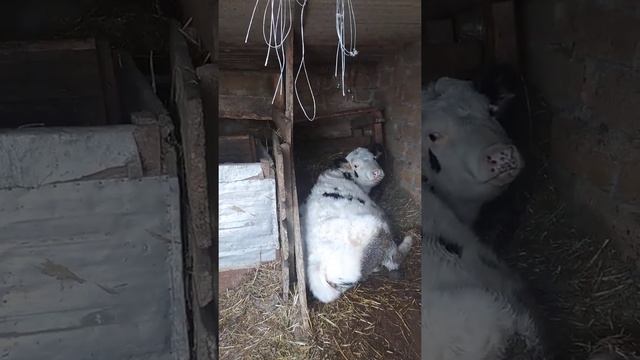 Хутор Ростовская область, Песчанокопский район, Поливянка. Из Мурино в Ростов.