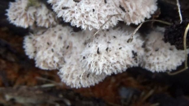 Waaiertje - Schizophyllum commune