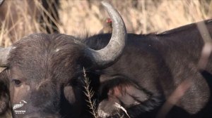 Symbiotic Harmony: Oxpecker Birds Cleaning Buffalos