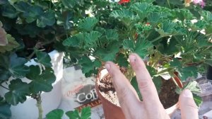 Как укоренить ГЕРАНЬ ЛУЧШИЙ СПОСОБ как черенковать пеларгонию и герань и размножить черенками