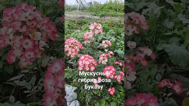 Мускусный гибрид роза Букаву