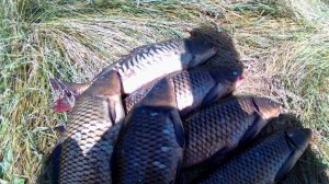 ОНИ РВУТ ЛЕСКУ, ОТРЫВАЮТ КРЮЧКИ!!! ДИКИЙ САЗАН... Рыбалка на озере Треустан.