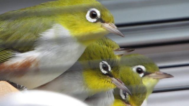 Белоглазка поет! смотреть онлайн