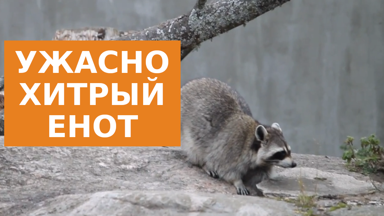 Енот - обманщик и герой народных сказок смотреть онлайн