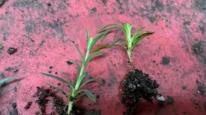 Результат черенкования гвоздики.