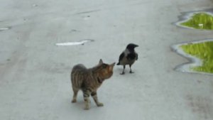 Ворона и кот )