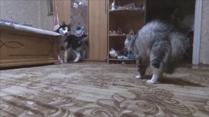 Знакомвство Хаски с котом.