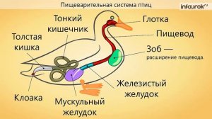 Особенности строения Птиц