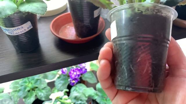 Буйство корней и листьев у фиалок !Вот что нежно для роста фиалок ! смотреть онлайн