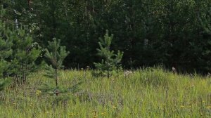 Берёзовая пойма