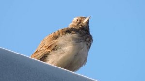 Пение Жаворонка