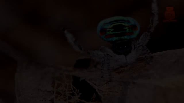 10 ЖИВОТНЫХ, В СУЩЕСТВОВАНИЕ КОТОРЫХ, СЛОЖНО ПОВЕРИТЬ смотреть онлайн