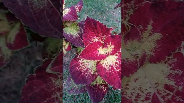 Колеус гибридный "Кона Ред" | Coleus hybridus "Kona Red"