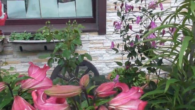 Деревья Лилии. ОТ - гибриды. Трубчатые Лилии. смотреть онлайн