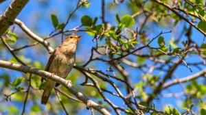 Пение птиц.Звуки природы.Sounds of birds