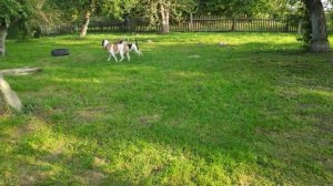 АМЕРИКАНСКИЙ БУЛЬДОГ\ДЕЛЬЦИД ОТ КЛЕЩЕЙ\ЧЕШЕМ СОБАК.AMERICAN BULLDOG \ DELTSID FROM MITES\SCALE DOGS