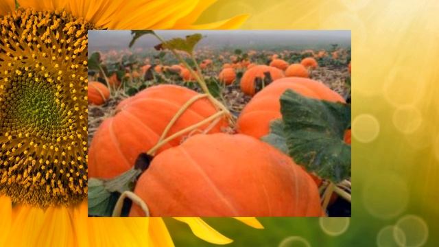 ТЫКВА ДЛЯ СЕРДЦА И СОСУДОВ ТЫКВА ОТ ОТЕКОВ ТЫКВА ДЛЯ ЗРЕНИЯ смотреть онлайн