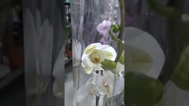 Орхидеи Neo Flora Воронеж 26 апреля 2023 ч2