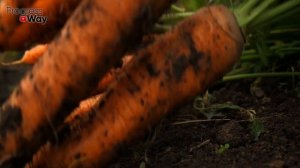 Как Сохранить Свою Морковь До Весны Делюсь Рецептом. Продлеваем Срок Хранения Морковки.