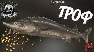 СТЕРЛЯДЬ  - ТРОФЕЙНАЯ - р. АХТУБА  РУССКАЯ РЫБАЛКА 4 | RUSSIAN FISHING 4@Z-B-G 